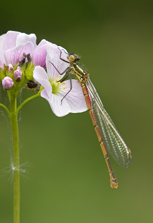 Large Red Damselfly